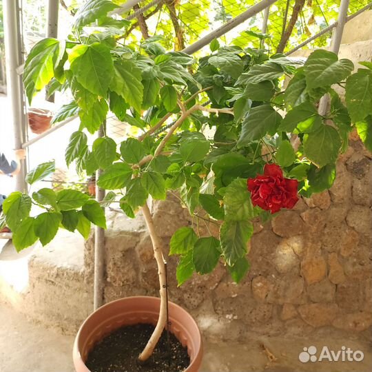 Китайская роза, домашний гибискус