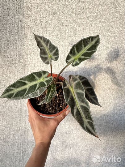 Алоказия бамбино