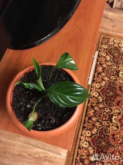 Спатифиллум отросток