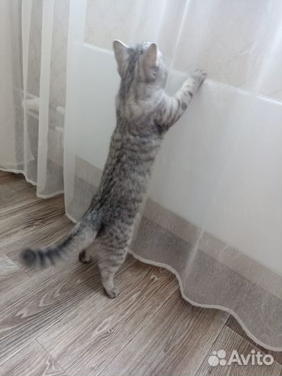 Продам кошку