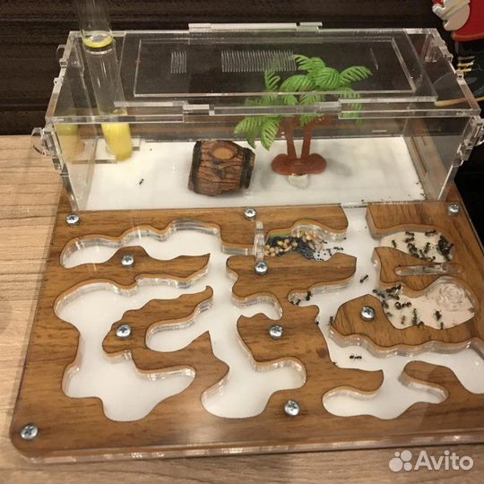 Муравьиная ферма 