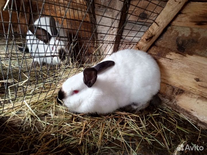 Калифорнийские кролики