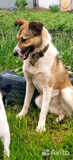 Собака в добрые руки отдам бесплатно