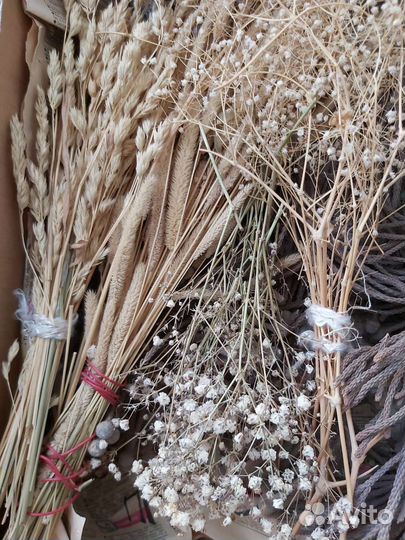 Сухоцветы для творчества