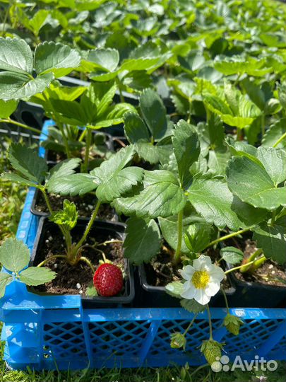 Рассада клубники (земляники)