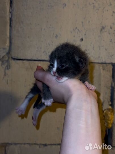 Два котёнка