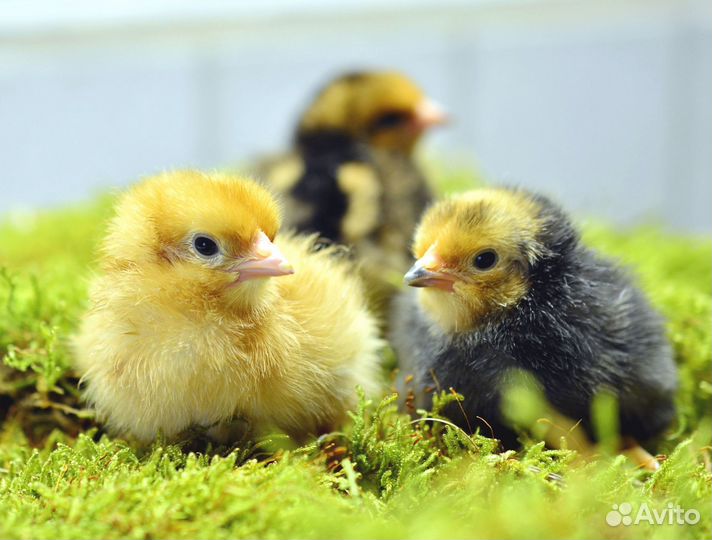 Бройлеры Цыплята Суточные Мясоячные