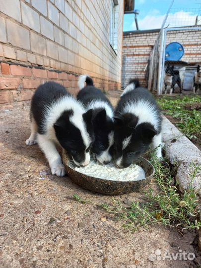 Щенки русско европейской лайки