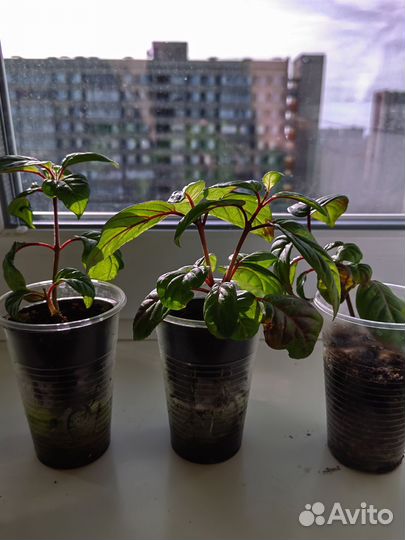 Комнатные растения цветы