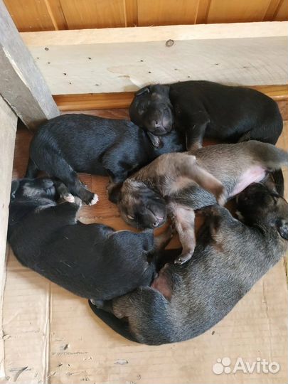 Отдам бесплатно щенки