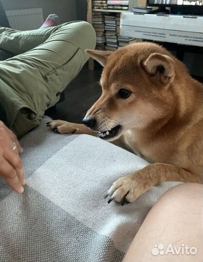 Кобель сиба (шиба) -ину для вязки