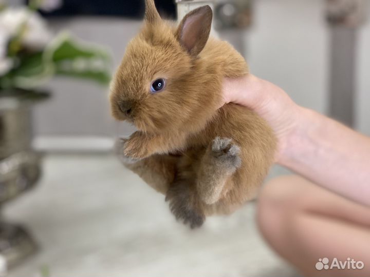 Карликовый кролик