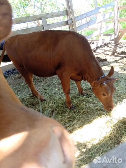 Продажа тёлок