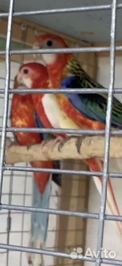Попугай розелла пестрая