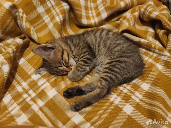 Кошка в дар бесплатно
