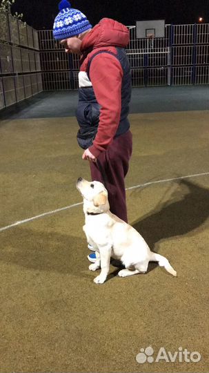 Кинолог (дрессировка собак), коррекция поведения