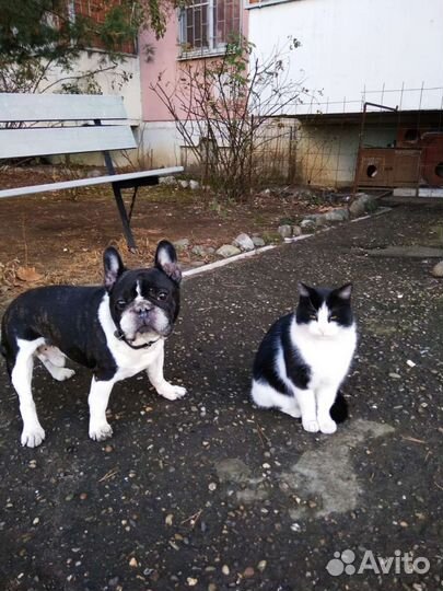 Котик 10 месяцев