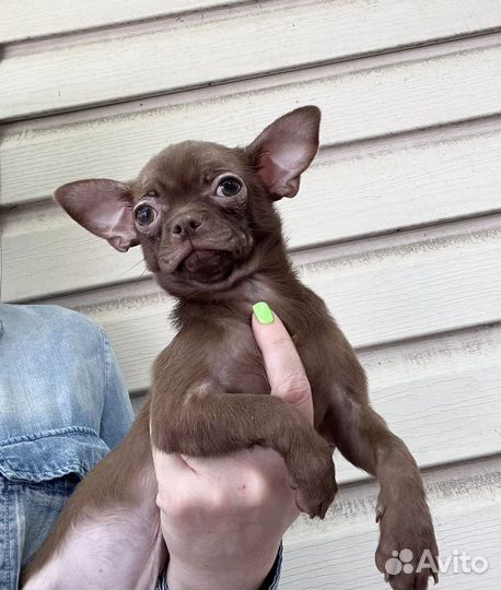 Чихуахуа шоколадный мальчик Эрик