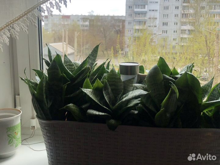 Сансевиерия ханни