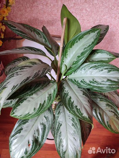 Аглаонема Сильвер Бей