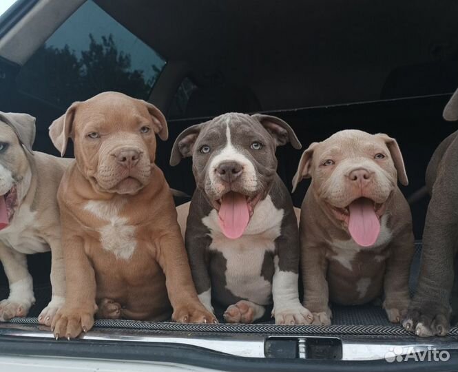 Американский булли покет