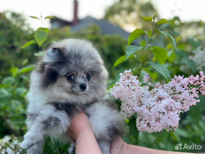 Померанский шпиц мини щенок