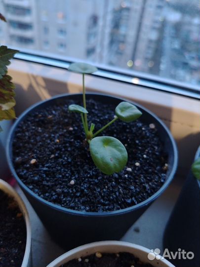 Комнатные цветы, пилея, колеус