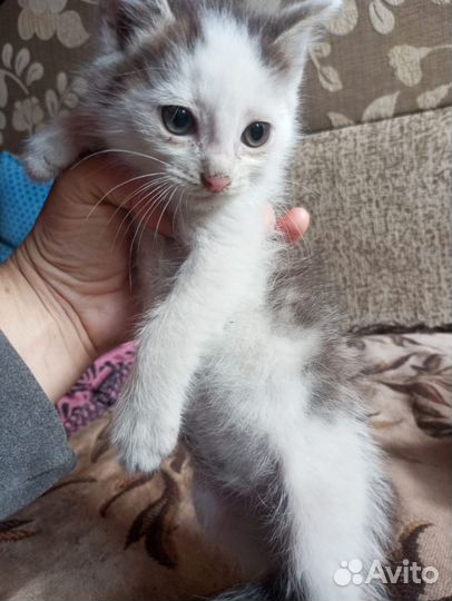 Котята ищут дом, 2-2.5мес