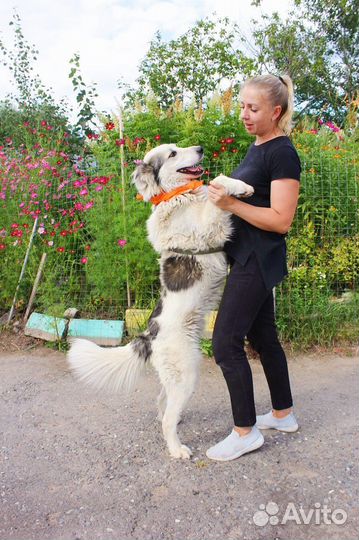 Собака из приюта в добрые руки