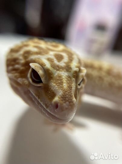 Передержка эублефара