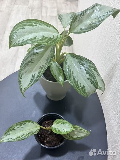 Комнатные цветы Аглаонема Сильвер Бей