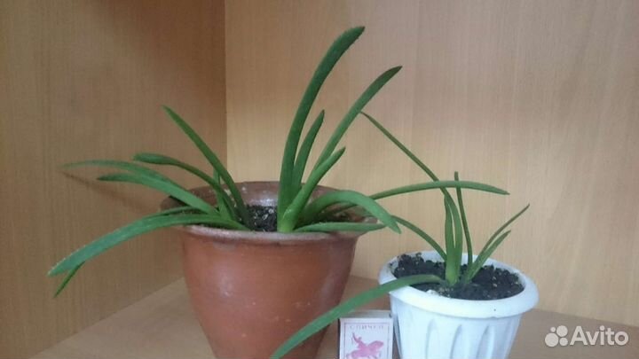 Гастерия пятнистая (