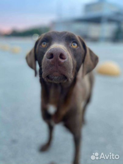 Метис курцхаара мальчик