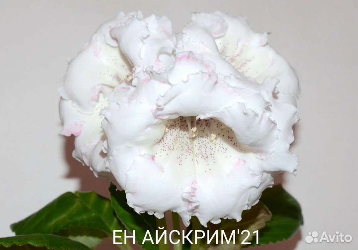 Глоксиния махровая детки