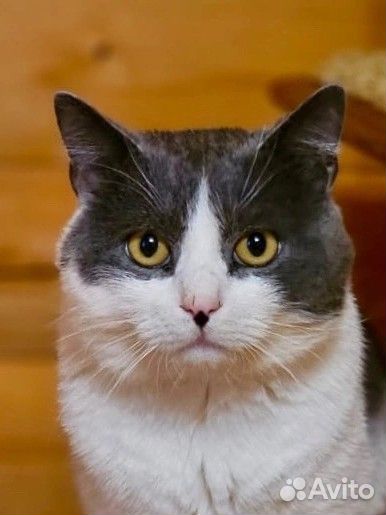 Кот в маске