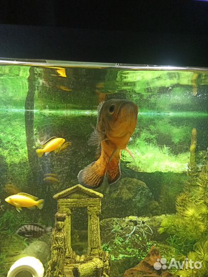 Аквариумные рыбки