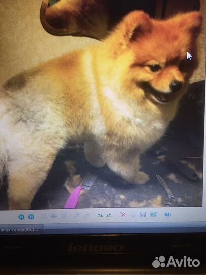 Стрижка собак и кошек