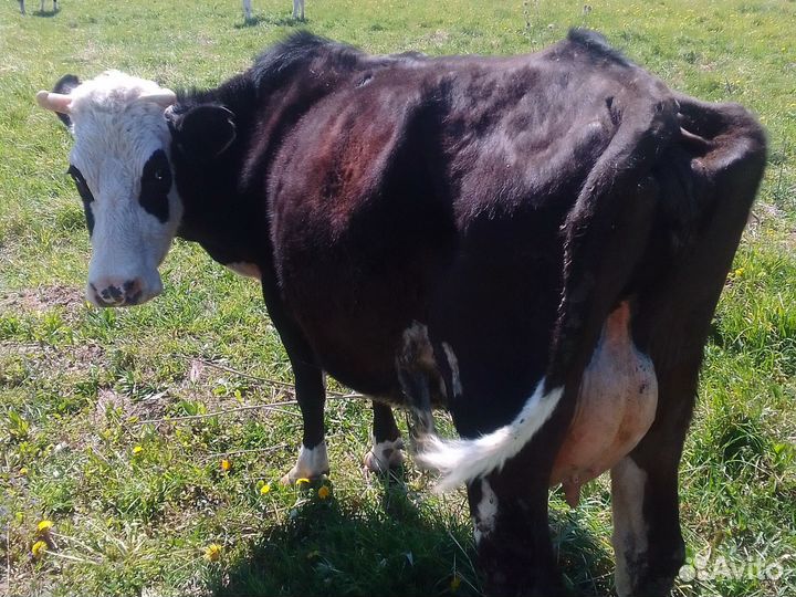 Корова дойная