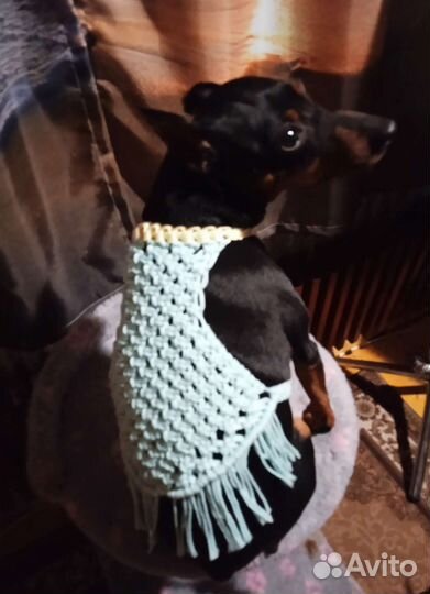 Шлейка жилетка для собаки