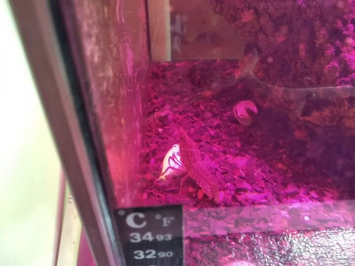 Мраморный рак