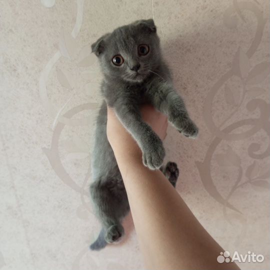 Котята породистые