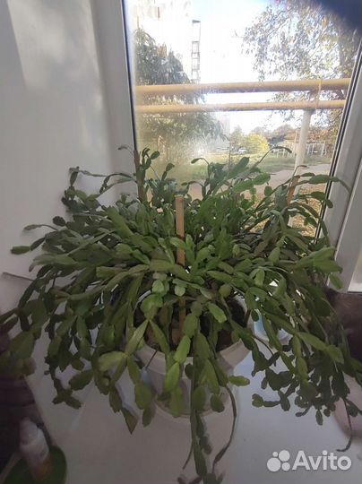 Рождественник)