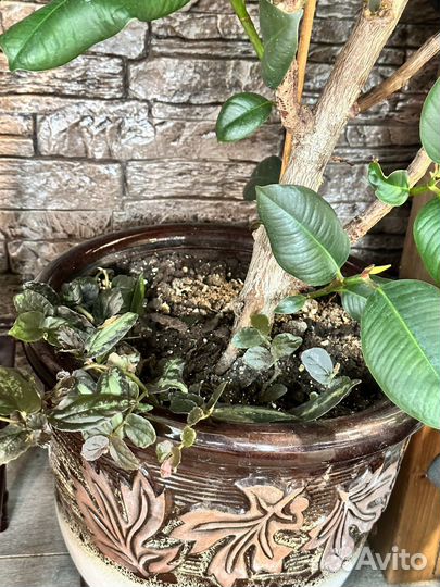 Пеллиония Даво