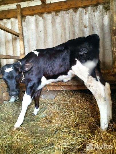 Телочка домашняя