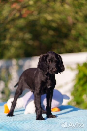 Щенки чёрного сеттера 3 мес
