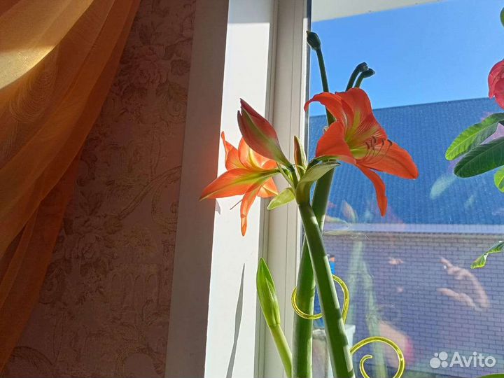 Амаралис, вечноцветущая бегония, спатифиллум