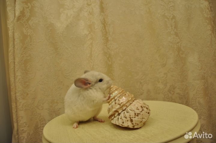 Шиншилла. Ручные малыши 3 месяца. Белый фиолет