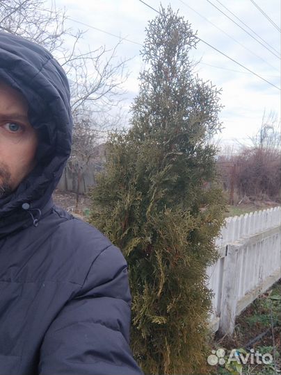 Туи колумна