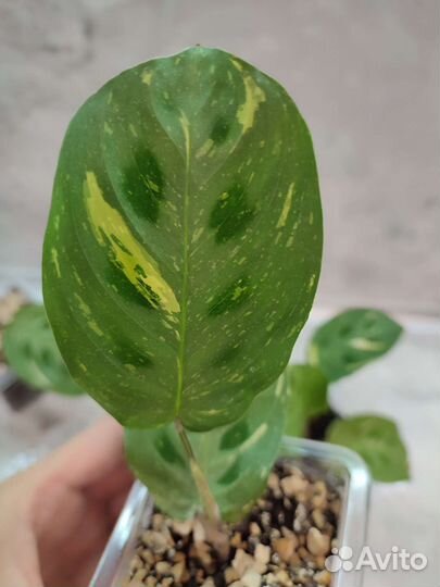 Маранта Бьюти Ким