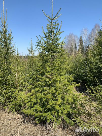Саженцы пихты, ели, сосны до 3м